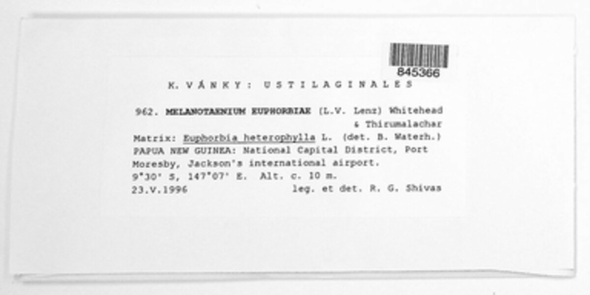Melanotaenium euphorbiae image